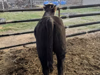 Bou, Simmental cattle — foto 5