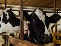 Гранулированный комбикорм для крупного рогатого скота / Nutraț combinat granulat pentru bovine — foto 2