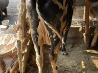 Buğa, Simmental cattle — foto 3