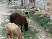 公羊, Sheep — 照片 1