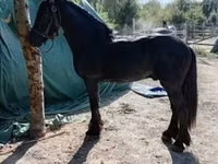 Hengst, Friesian — Foto 5