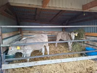 Buğa, Simmental cattle — foto 3