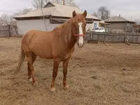 घोड़ा, Altai horse — फ़ोटो 2