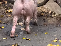 Eber, Schweine — Foto 3