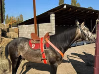 公马, Arabian horse — 照片 1