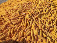 Кукуруза 🌽🌽🌽🌽 кукуруза 🌽🌽🌽🌽 кукуруза кукуруза жугору мака — photo 2