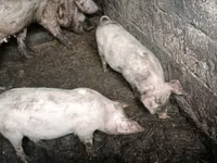 Scroafă, Porci — foto 1
