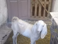 Ziegenbock, Beetal goats — Foto 6
