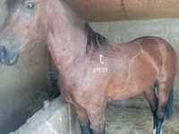 Hengst, Kustanai horse — Foto 2