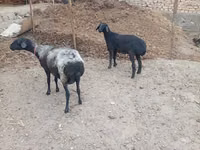 Sheep, Sheep — photo 3