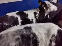 Bou, Simmental cattle — foto 3