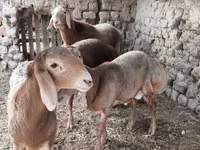 كبش, Arashan sheep — الصورة 1