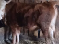 Bou, Vaca kazahă cu cap alb — foto 4