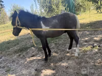Toychoq, Australian Pony — 3-rasm
