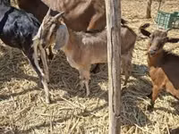 Capră, Nubian Goat — foto 2