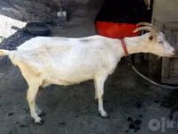 Ziege, Saanen goat — Foto 2