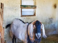 Keçi, Nubian Goat — foto 3
