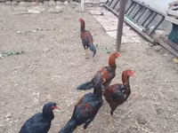 Chickens — foto 2