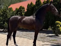 घोड़ा, Dutch warmblood horse — फ़ोटो 5