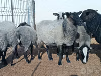 Qoyun, Romanov sheep — foto 3