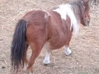 Iapă, Miniature horse — foto 2