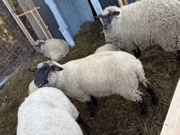 Schaf, Schafe