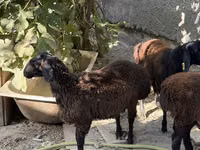 كبش, Aland sheep — الصورة 1