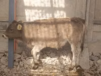 Kuh, Swiss cattle — Foto 4