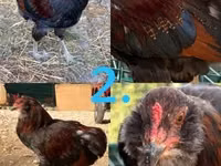 Araucana — photo 2