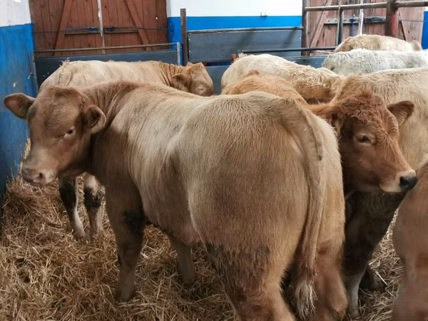 Bovine (lot, sex nespecificat), Simmental cattle