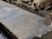 بقرة, Aubrac cattle — الصورة 3