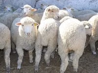 Qoç, Kuibyshev sheep — foto 2
