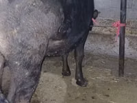 母牛, Alatau breed — 照片 3