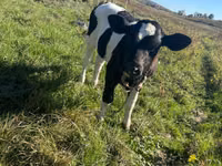 Kuh, Russian Black pied cattle — Foto 1