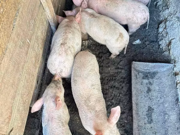 公猪, Pigs