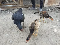Chickens — photo 3