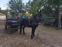 公马, Nonius horse — 照片 6