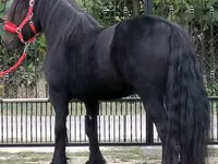 Hengst, Fell pony — Foto 2