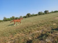 At, Akhal-Teke — foto 2