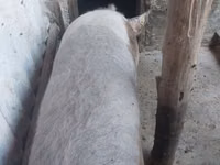 Scroafă, Porci — foto 3