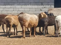Carnero, Ordabasy sheep — foto 3