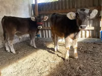 Qoramol (partiya, jinsi ko‘rsatilmagan), Swiss cattle — 1-rasm