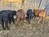 Buğa, Aberdin – Angus — foto 2