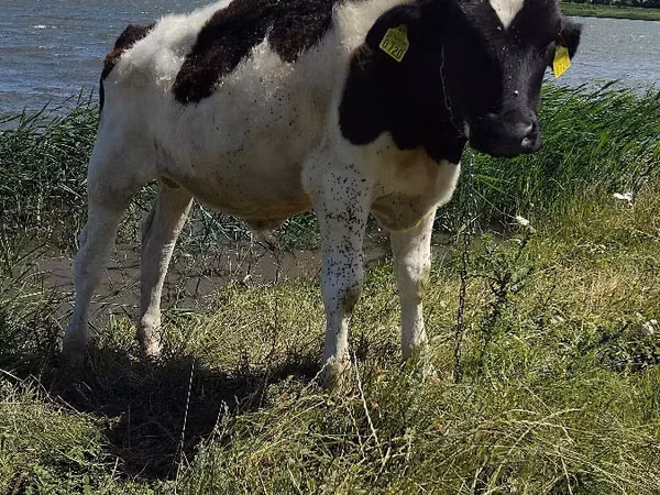 Bulle, Russian Black pied cattle