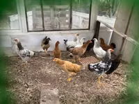 Chickens — الصورة 1