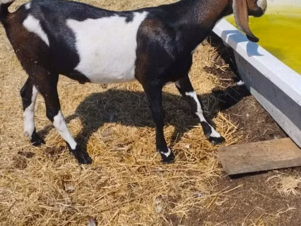 Ziegenbock, Nubian Goat — Republik Moldau