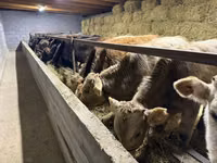 Bulle, Simmental cattle — Foto 1