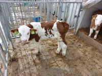 Bulle, Simmental cattle — Foto 2