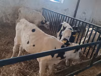 Bulle, Russian Black pied cattle — Foto 7