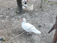 Домашняя мушка — фото 5